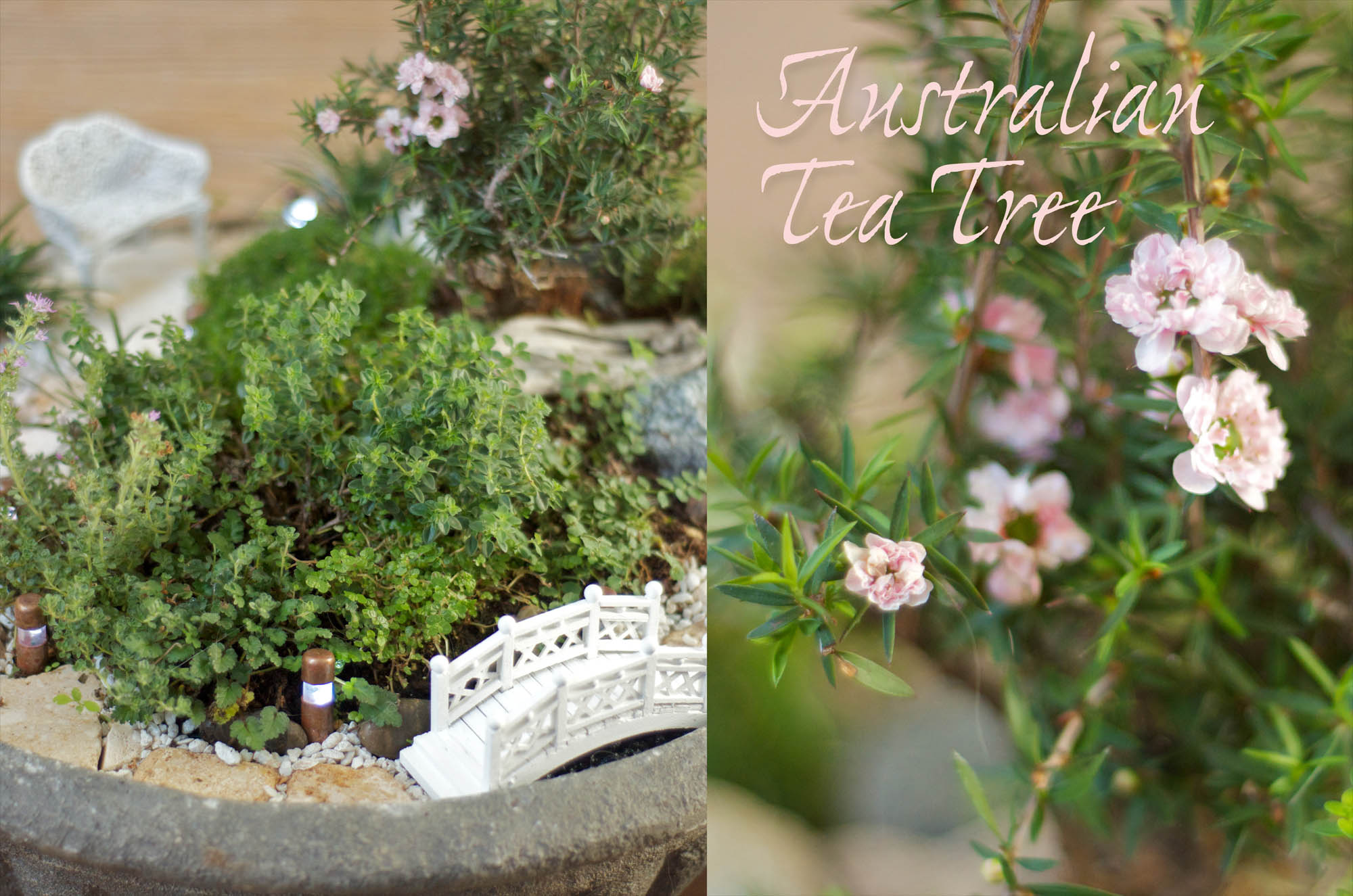 Australian Tea Tree Miniature Fairy Garden | Lush Little Landscapes